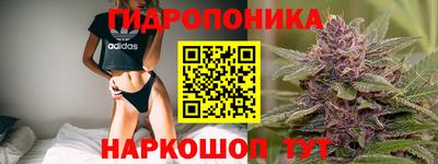 гашик Гатчина