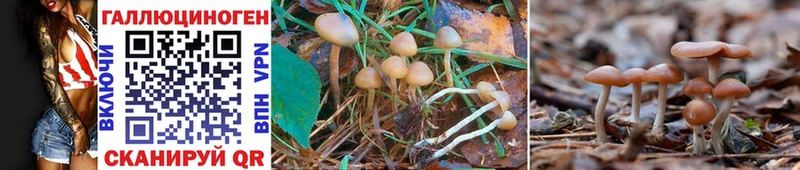 где найти   Дубна  Галлюциногенные грибы Psilocybe 